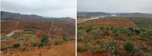 “中國油茶之鄉(xiāng)”—祁陽開啟國家現(xiàn)代農業(yè)產業(yè)園發(fā)展新篇章