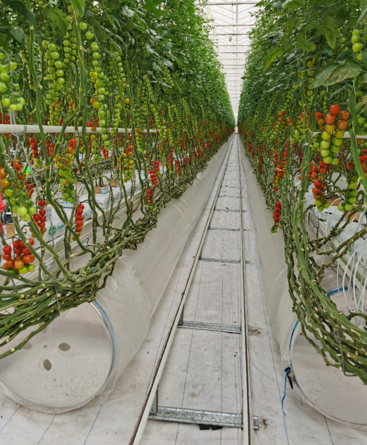 依托非耕地高效設施農業，民樂縣著力打造特色戈壁農業國家現代農業產業園