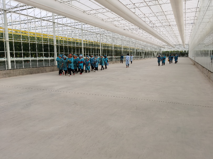 依托非耕地高效設施農業，民樂縣著力打造特色戈壁農業國家現代農業產業園